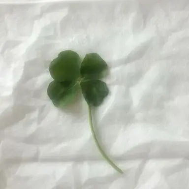 Profile image of 西園寺 光雲