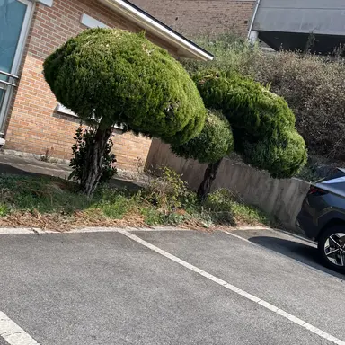 Profile image of 동 현