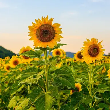 Profile image of 강해린