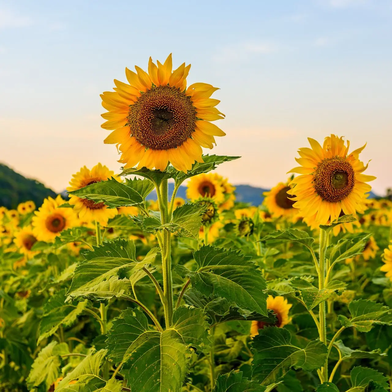 RedCarp7082의 강해린