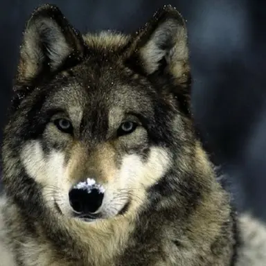 Profile image of 늑대