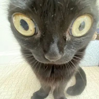 Profile image of Chat