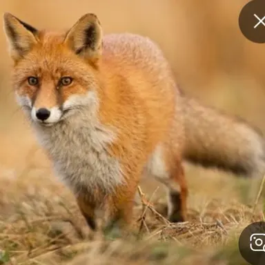 Profile image of 여우