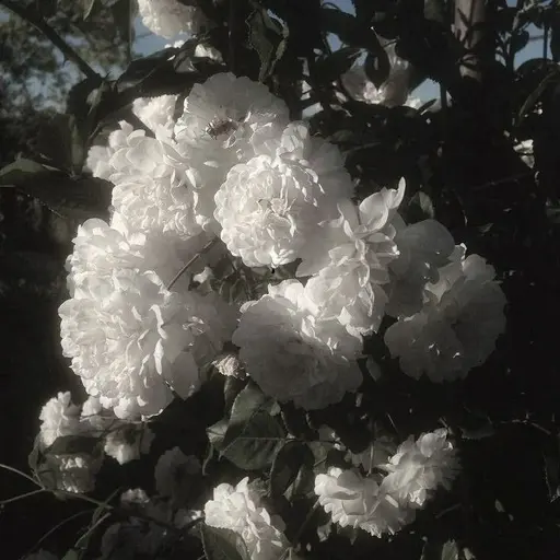 bIn0_5199의 윤