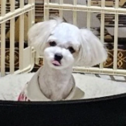강아지 사랑이