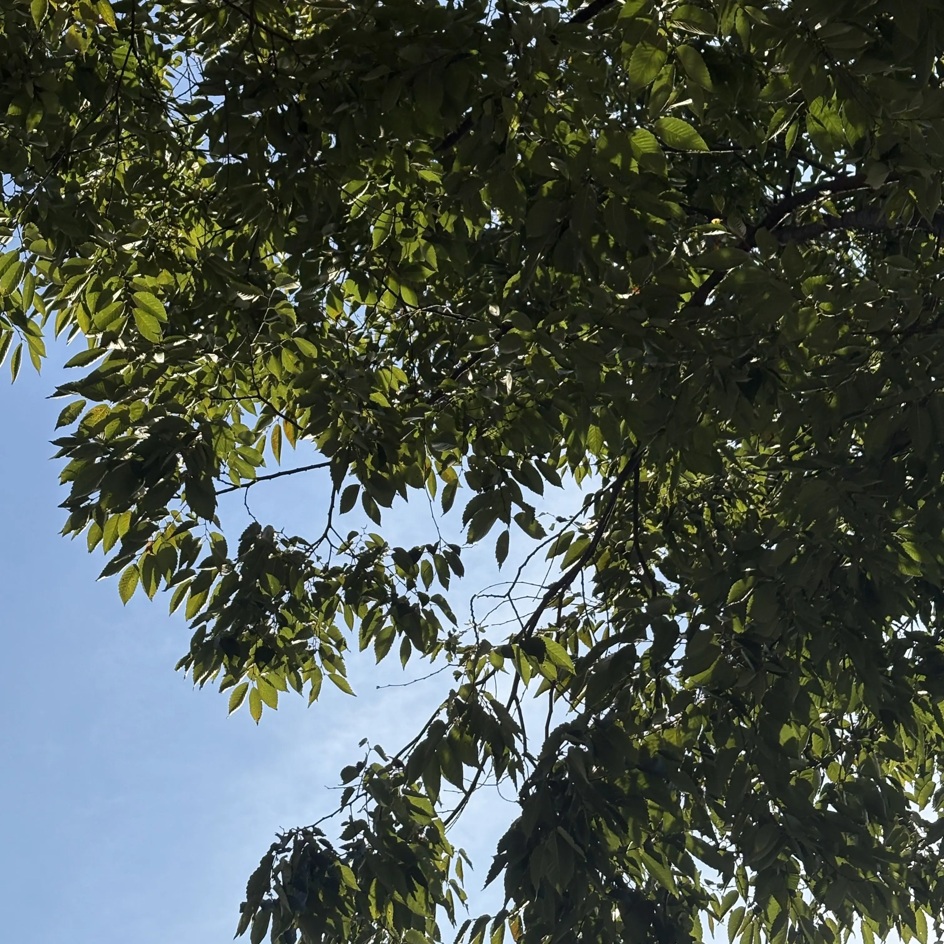 GummyTro001의 신혼부부