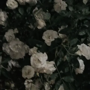 Profile image of チェ・スンヒョン