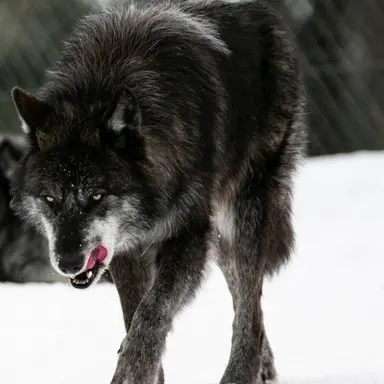 Profile image of 검은 늑대