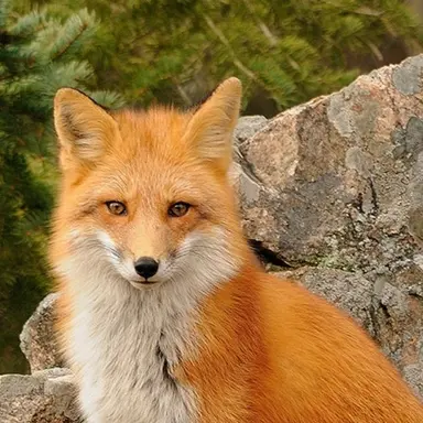 Profile image of Fox