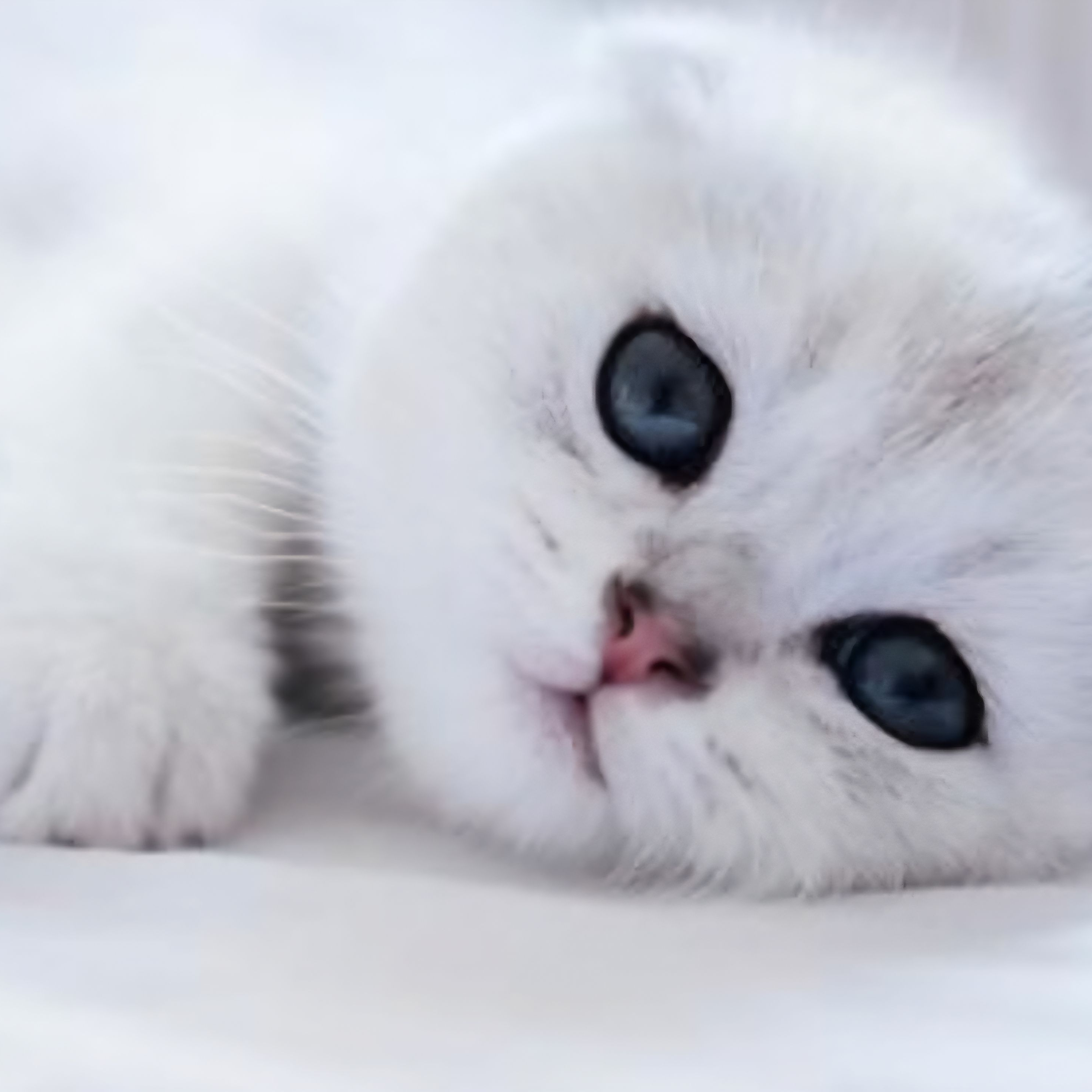 고양이 구하기! 대표 이미지