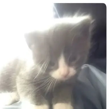 Profile image of イアン