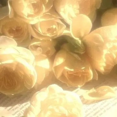 Profile image of 쪼만