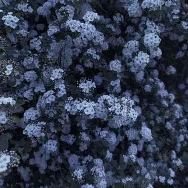 Profile image of 행크