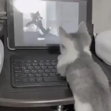 Profile image of 시미베