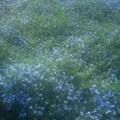 Profile image of 티푸