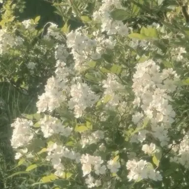 Profile image of 예엥