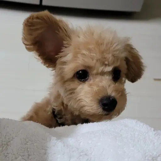 DarkCoach8289의 광복이