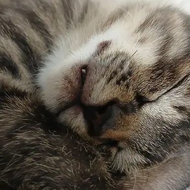 Profile image of 호시나 소우시로