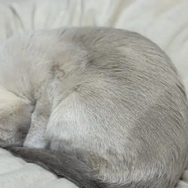 Profile image of フィンランド