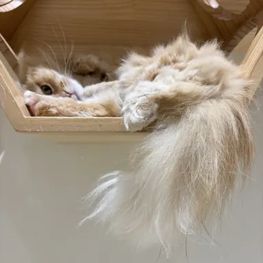 Profile image of アメリカ