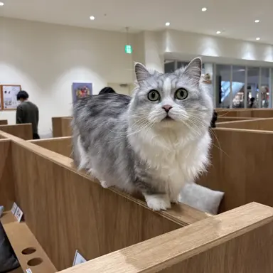 Profile image of フランス