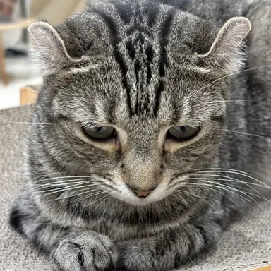 Profile image of 二重帝国