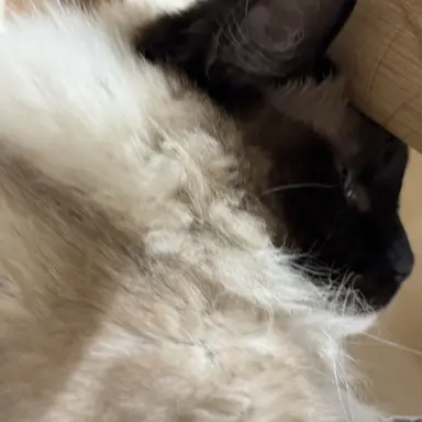 Profile image of ドイツ帝国