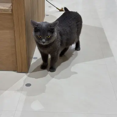 Profile image of ロシア