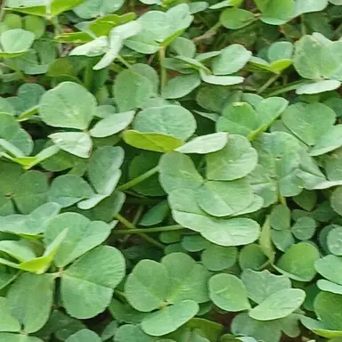 Profile image of 정공룡