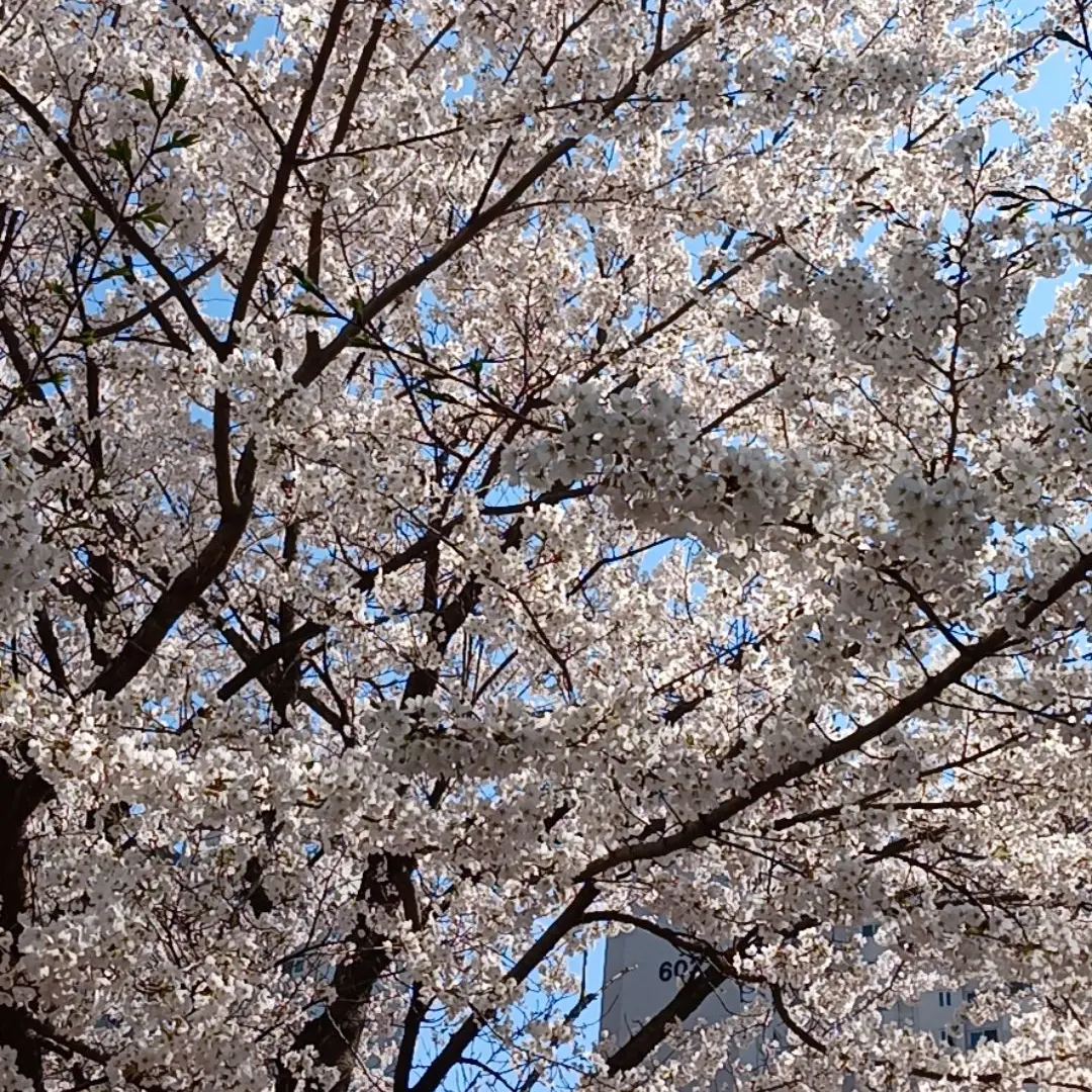 LooseFog9379의 황수현