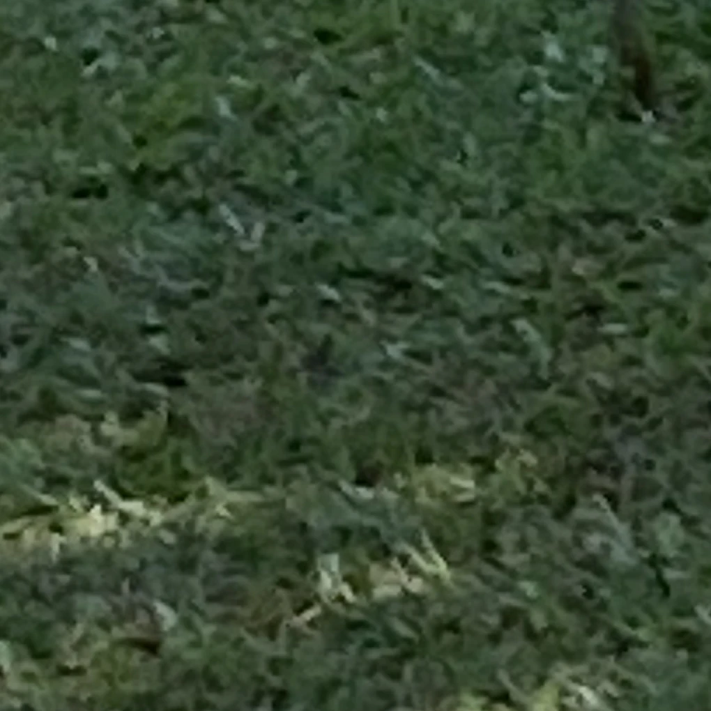 ゾム