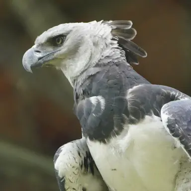 Profile image of 人食いワシ