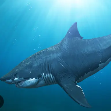 Profile image of メガロドン