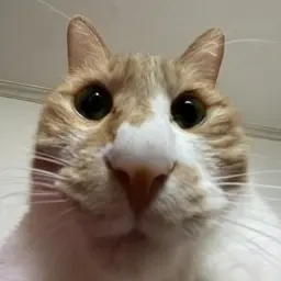 Profile image of Gogi