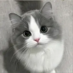 Profile image of Sugar