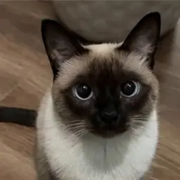 Profile image of Shallon