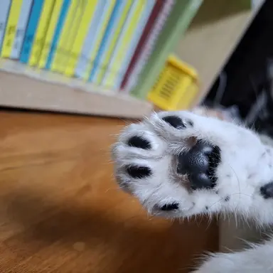 Profile image of 백현