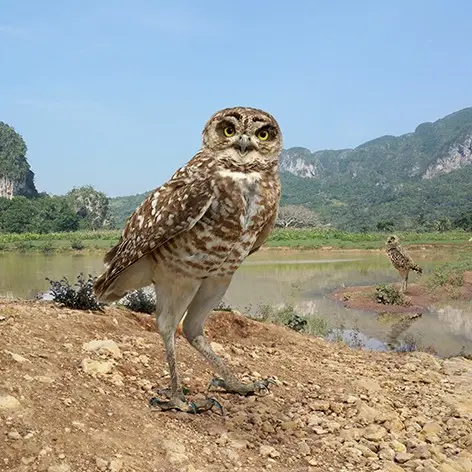 PaddedCart8398의 오르니 메갈로닉스
