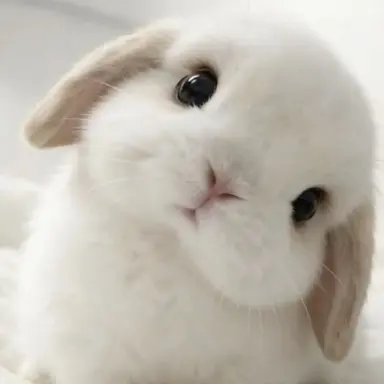 Profile image of ハニ