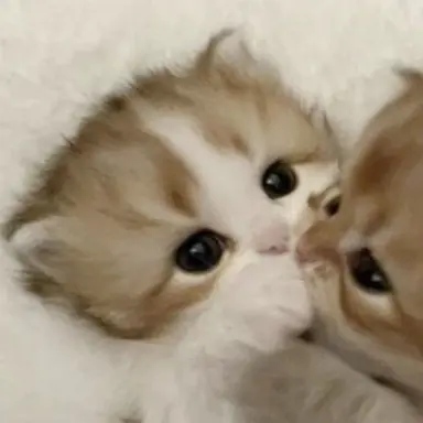 Profile image of スングァナ