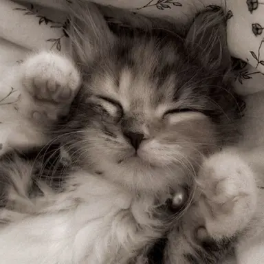 Profile image of ジフン