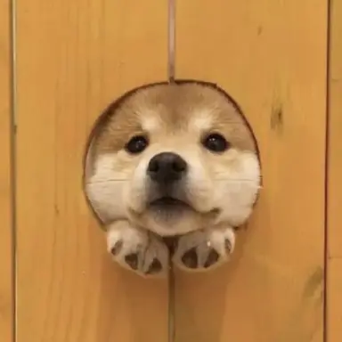 Profile image of ドギョム