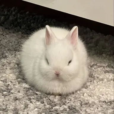 Profile image of シュア