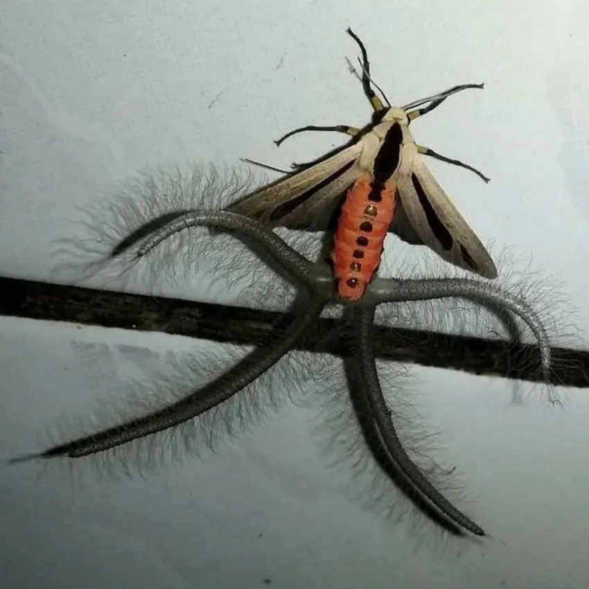 JONAGGOLIM의 크리토노토스 갠지스