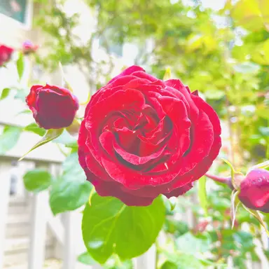 Profile image of 플래그