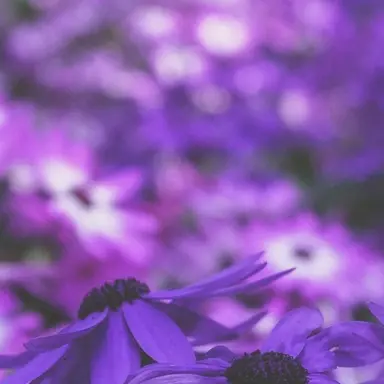 Profile image of 멜로우