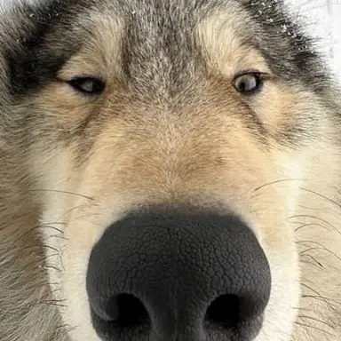 Profile image of 늑대