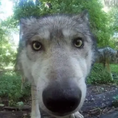Profile image of 늑대