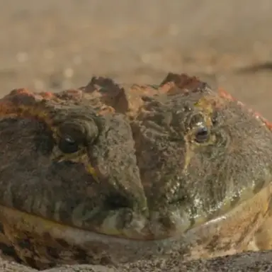 Profile image of 베엘제부포