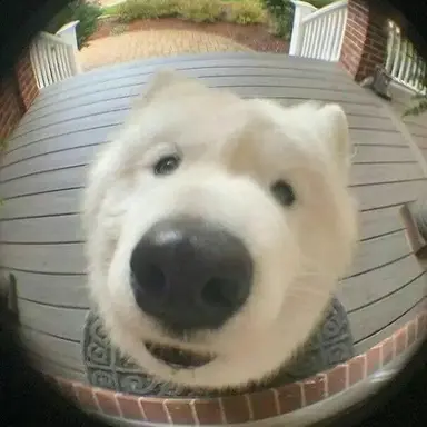 Profile image of 멍뭉이